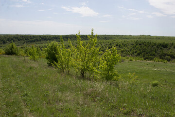 Obraz premium flower, spring, nature, blue, plant, green, purple, flowers, meadow, summer, bloom, macro, beautiful, beauty, blossom, grass, flora, garden, floral, petal, wild, veronica, leaf, closeup, violet