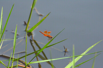 Red dragonfly living in the garden is very good fresh eyes in holiday.