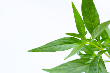 Obraz premium Herb plant, Kariyat or Andrographis paniculata green leaves on white background.