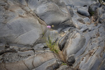 Flower on the rock