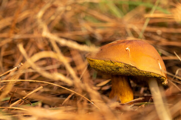 Isolated mushroom in the woods. Mushroom boletus edilus. Macro photography of a mushroom , Viseu ,...