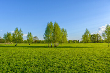 Birches and a green field. Beautiful panorama: lonely trees growing in a field with bright green grass