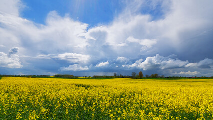 Rapsblüte in Schleswig-Holstein