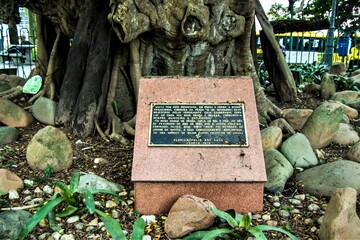 The large trunk of the centennial huge tree in the downtown of Florianopolis - Brazil