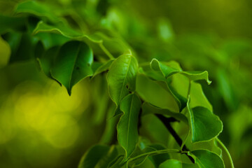 Obraz premium Весенняя листва