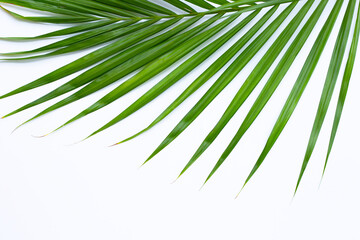 Tropical palm leaves on with background. Summer background concept