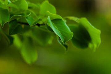 Весенняя листва