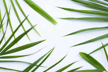 Tropical palm leaves on white background. Summer background concept
