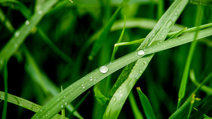 Krople rosy deszczu na liściach trawie raindrops on grass - obrazy, fototapety, plakaty