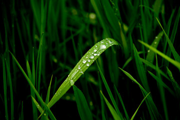 Krople rosy deszczu na liściach trawie raindrops on grass - obrazy, fototapety, plakaty