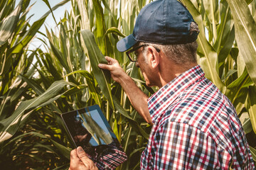 modern technological farmer while checking the growth data of corn on the tablet of his cultivated...