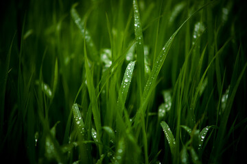 Krople rosy deszczu na liściach trawie raindrops on grass