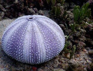 Costa Rica Pacific sea life