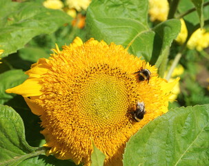 Sunflower close-up with wasp. Yellow blossom flower pollination by an insect wasp for agriculture for the production of sunflower oil, honey and seeds.	
