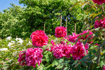日当たりの良い公園の牡丹