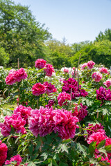 日当たりの良い公園の牡丹