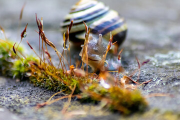 Banded garden snail with a big shell in close-up and macro view shows interesting details of feelers, eyes, helix shell, skin and foot structure of large garden snail and delicious escargot