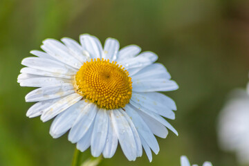 Fototapeta premium Many marguerites on a meadow of flowers in the garden with nice white petals and white blossoms in full blow as spring flower and summer bloom creating a feeling of relaxation and stress relief