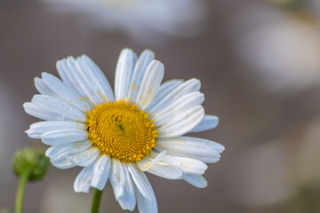 Fototapeta premium Many marguerites on a meadow of flowers in the garden with nice white petals and white blossoms in full blow as spring flower and summer bloom creating a feeling of relaxation and stress relief