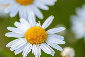 Many marguerites on a meadow of flowers in the garden with nice white petals and white blossoms in full blow as spring flower and summer bloom creating a feeling of relaxation and stress relief