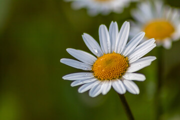 Fototapeta premium Many marguerites on a meadow of flowers in the garden with nice white petals and white blossoms in full blow as spring flower and summer bloom creating a feeling of relaxation and stress relief