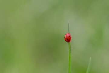 Beautiful black dotted red ladybug beetle climbing in a plant with green background and much copy...
