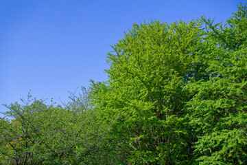 爽やかな公園の風景