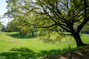 爽やかな公園の風景
