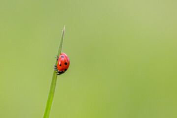 Beautiful black dotted red ladybug beetle climbing in a plant with green background and much copy...