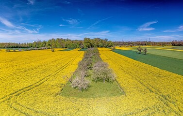 Aerial drone picture of rape field in spring in typical bright yellow color