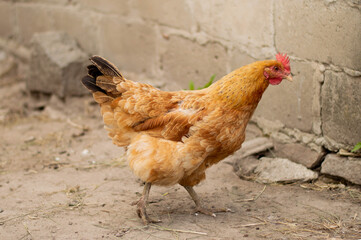 Red hen on a walk in the corral against a blurred wall background.