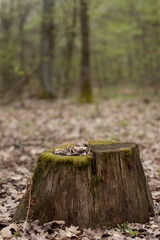 Blurred image of a stump overgrown with moss against the background of the forest.
