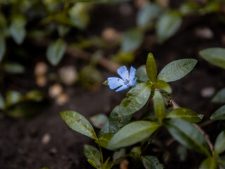 Барвинок малый