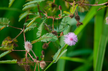 pine needles