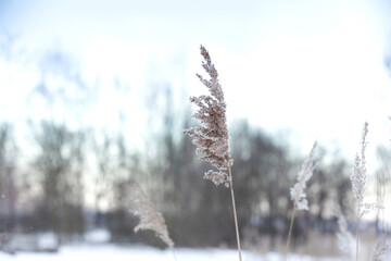 Obraz premium Soft focus abstract natural background of soft plants Cortaderia selloana moving in the wind. Bright and clear scene of plants similar to feather dusters winter landscape background