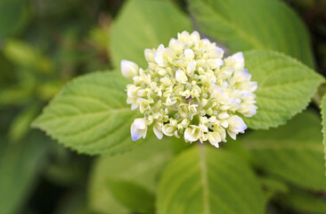 咲き始めの紫陽花