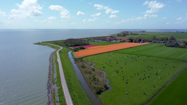 Flower field with orange tulips and cows in Holland, IJsselmeer lake, aerial view