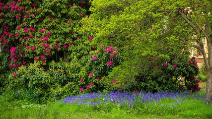 Rhododendron Bush and Bluebells in Spring 