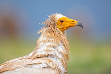 A portrait of a Egyptian vulture (Neophron percnopterus) foraging in the Spanisch Pyrenees mountains.