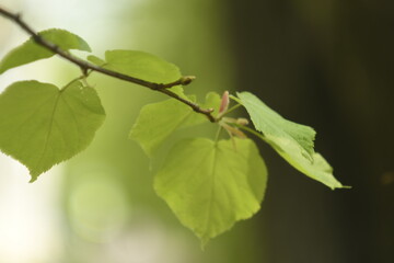 Young linden leaves on a blurred background. 