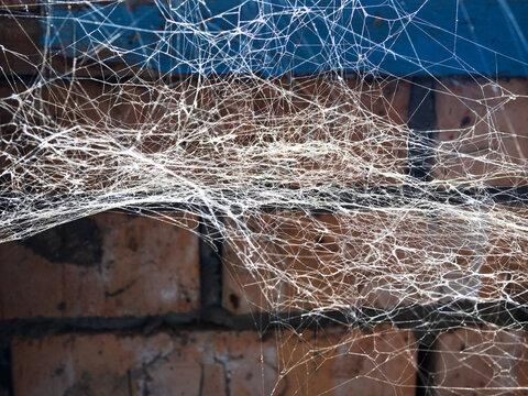 spiderweb closeup in brick rustic barn