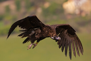 A cinereous vulture (Aegypius monachus) in flight.