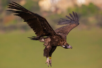 A cinereous vulture (Aegypius monachus) in flight.