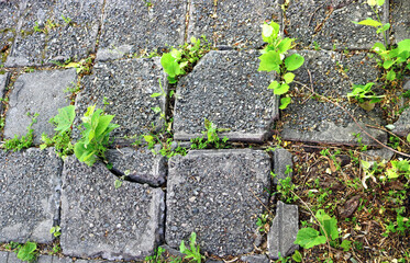 plants emerging from broken tiles and cement in the ground of the street - closeup power of the nature
