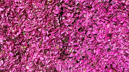 colorful pink flower petals covering the entire surface - spring texture for a feminine wallpaper...