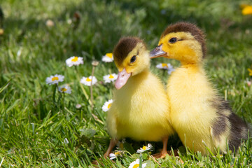 Little yellow ducklings sitting on the green grass and flowers. Cute newborn tiny ducklings. Close up