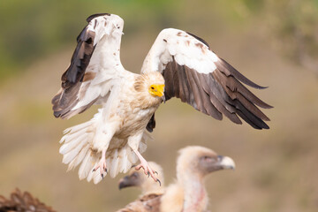 An Egyptian vulture (Neophron percnopterus) flying in the Spanisch Pyrenees mountains.