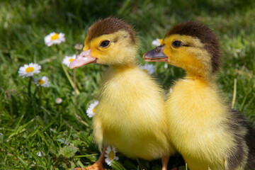 Little yellow ducklings sitting on the green grass and flowers. Cute newborn tiny ducklings. Close up