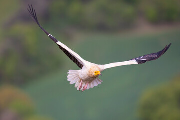 Fototapeta na wymiar An Egyptian vulture (Neophron percnopterus) flying in the Spanisch Pyrenees mountains.