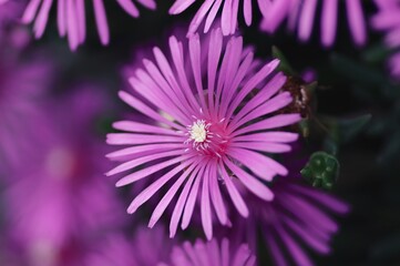 Obraz premium マツバギクの花のクローズアップ
